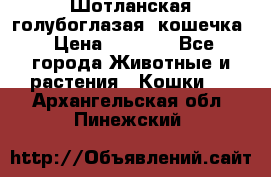 Шотланская голубоглазая  кошечка › Цена ­ 5 000 - Все города Животные и растения » Кошки   . Архангельская обл.,Пинежский 